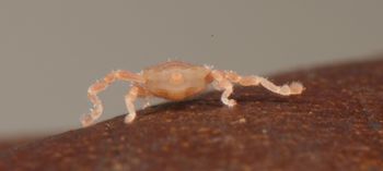 Media type: image;   Invertebrate Zoology 136532